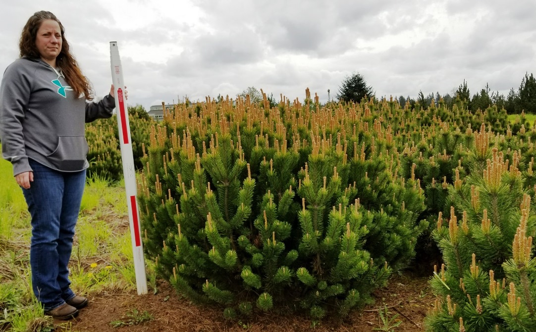 Pinus mugo 4-5ft.jpg