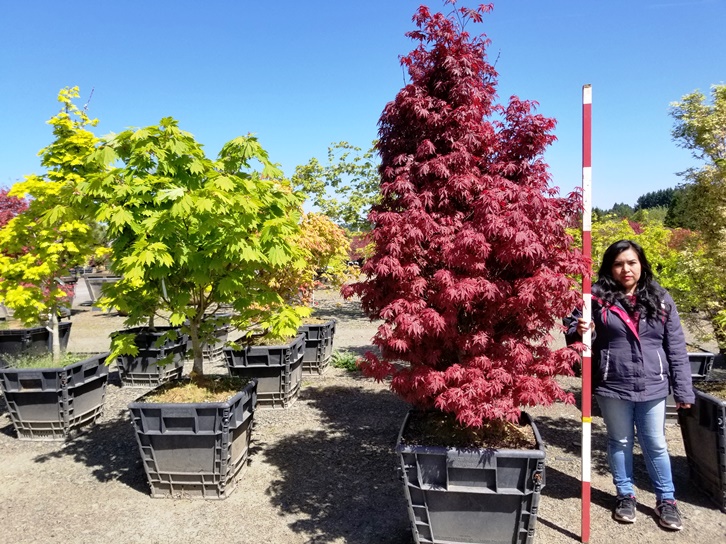 Acer p. 'Skeeters Broom'.jpg