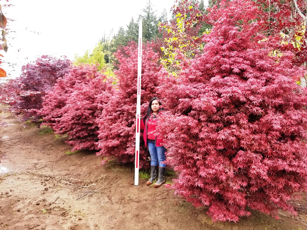 Acer p. 'Skeeter's Broom'.jpg