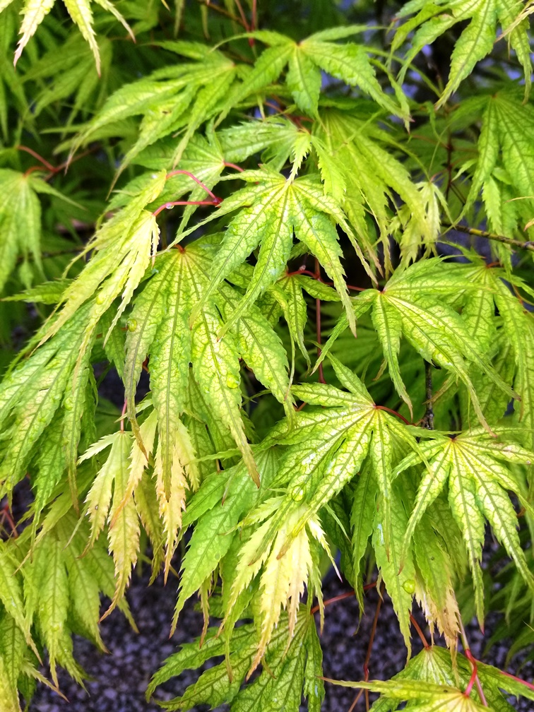  Acer p. 'Tiger Rose' leaf 
