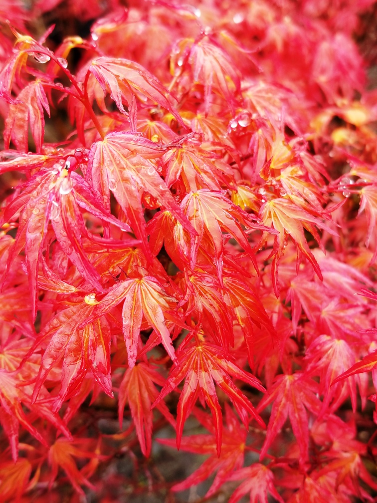 Acer p. 'Corallinum' leaf.jpg