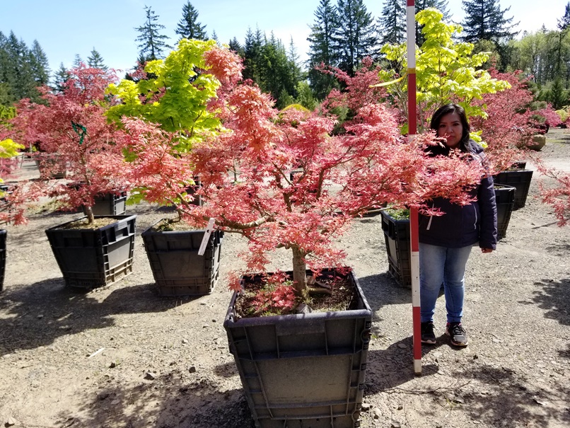 Acer p. 'Corallinum'.jpg