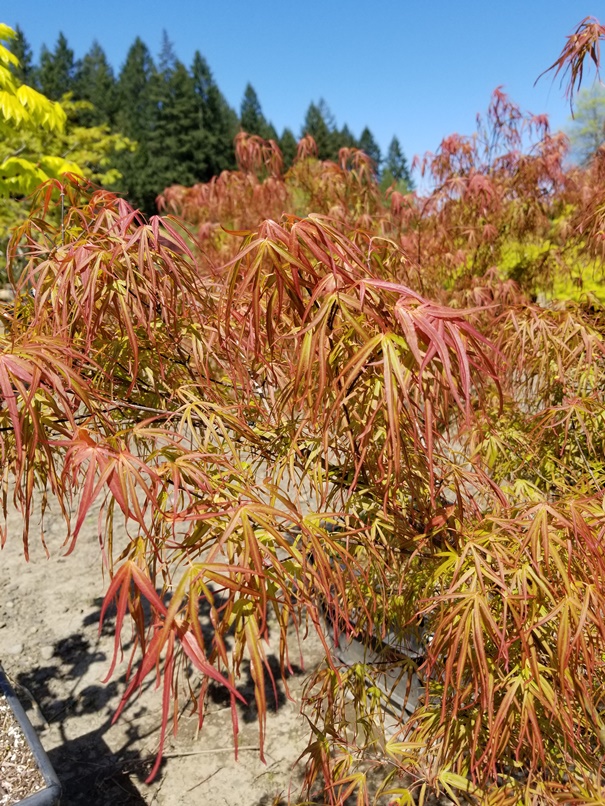 Acer p. 'Villa Toranto' leaf.jpg