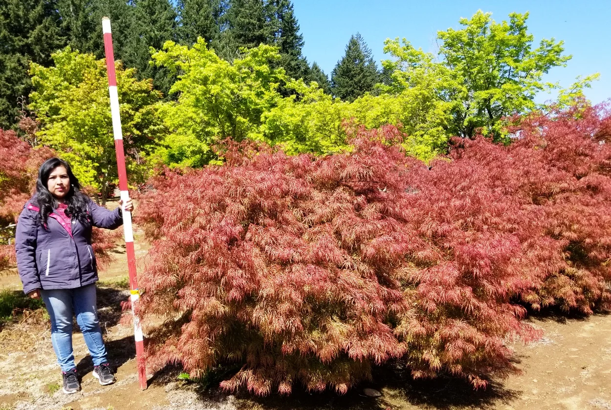 Acer pd. 'Baldsmith' (3).jpg