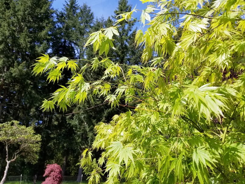 Acer p. 'Omurayama' leaf.jpg