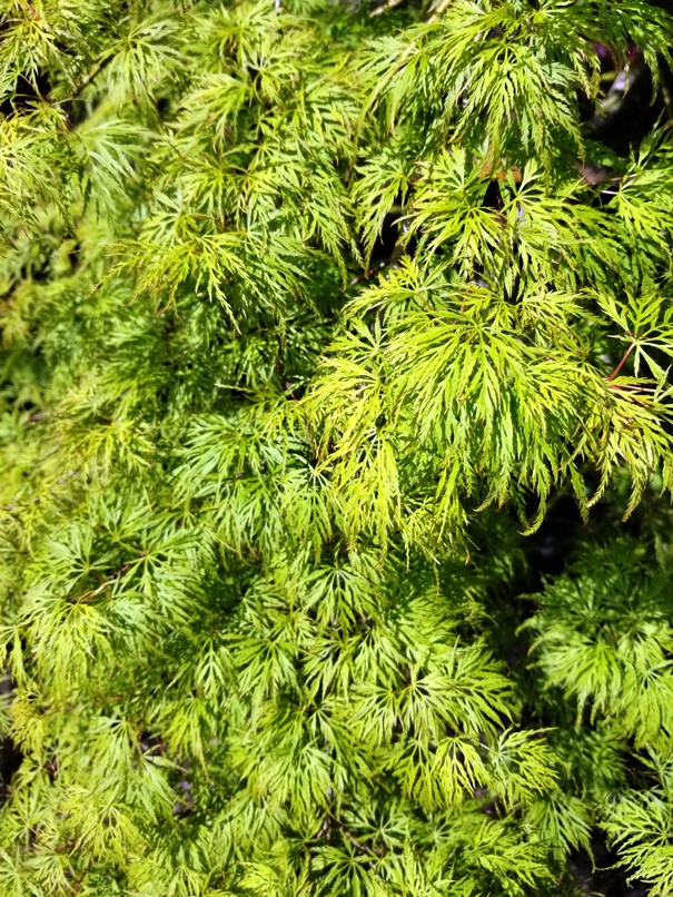 Acer pd. 'Emerald Lace' Leaf.jpg