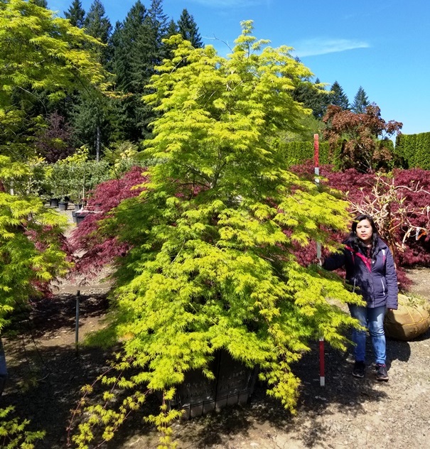 Acer pd. 'Emerald Lace'.jpg