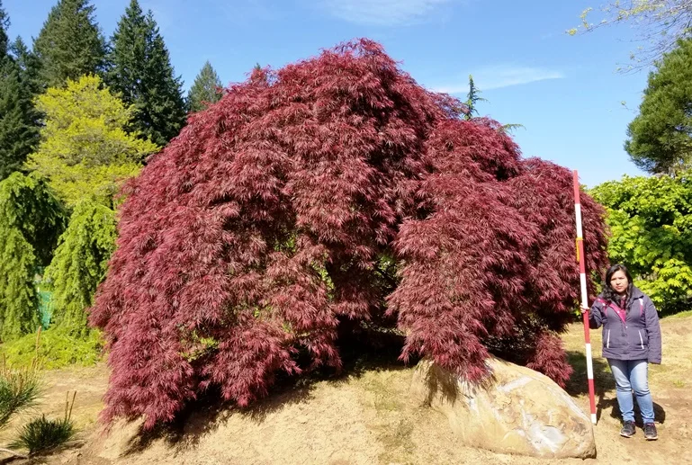 Acer p. d. 'Ornatum'