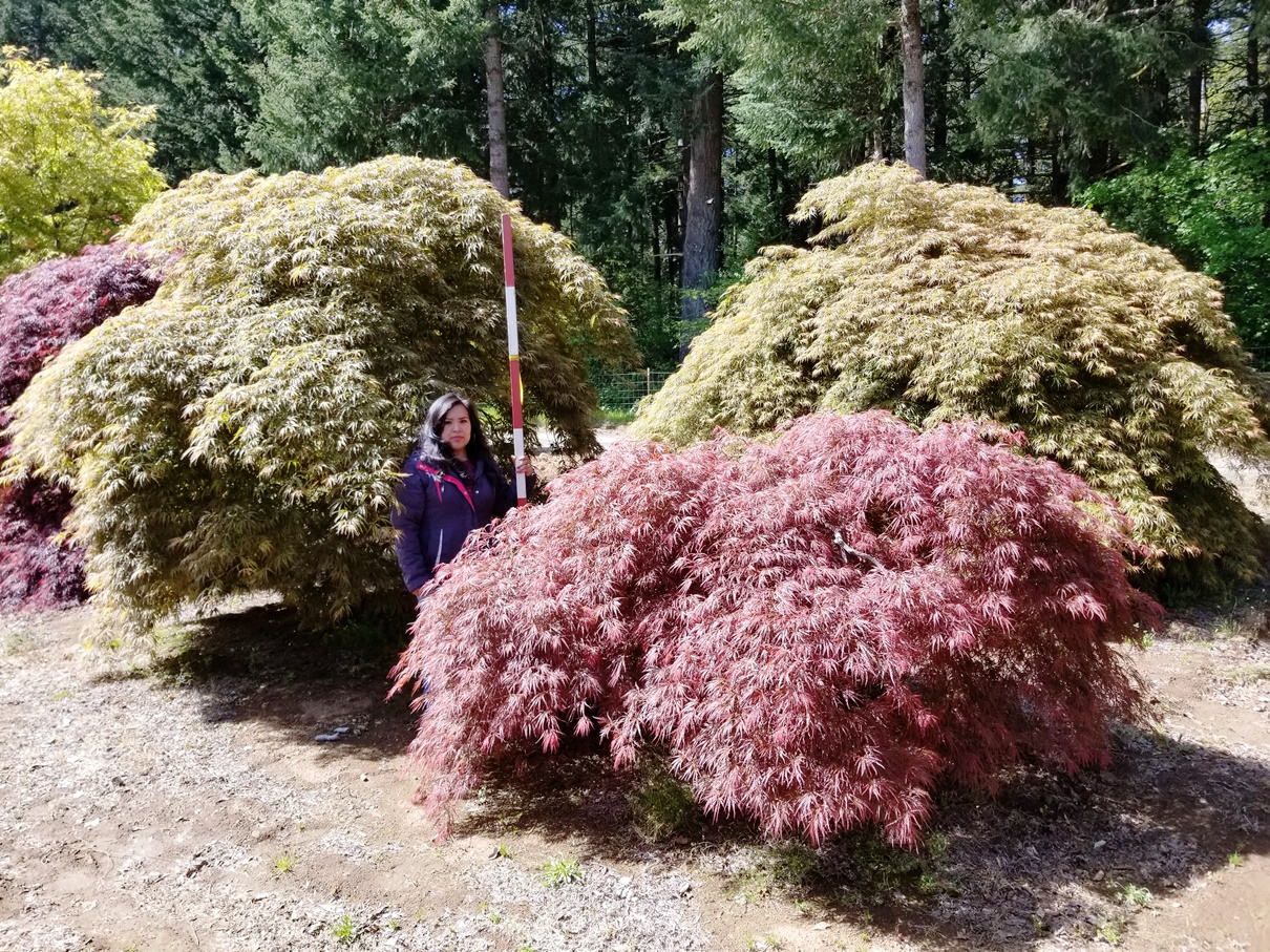  Acer p. d. ‘Pink Lace’ (Back) and Acer p. d. ‘Ornatum’ (Front) 