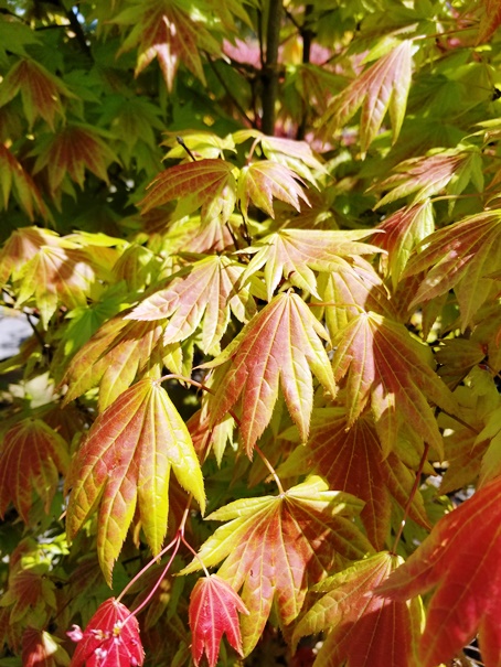 Acer shir. 'Moonrise' leaf.jpg