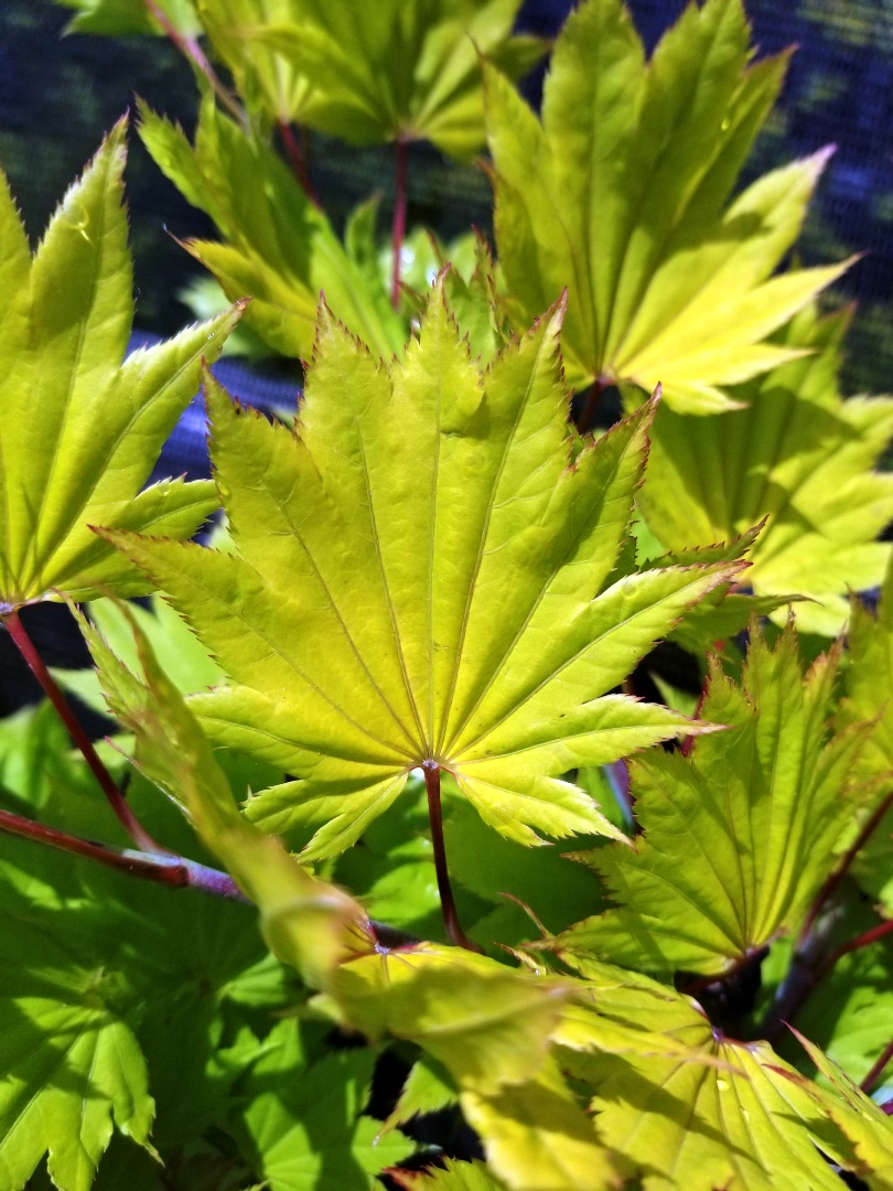 Acer Shir. 'Aureum' Leaf.jpg