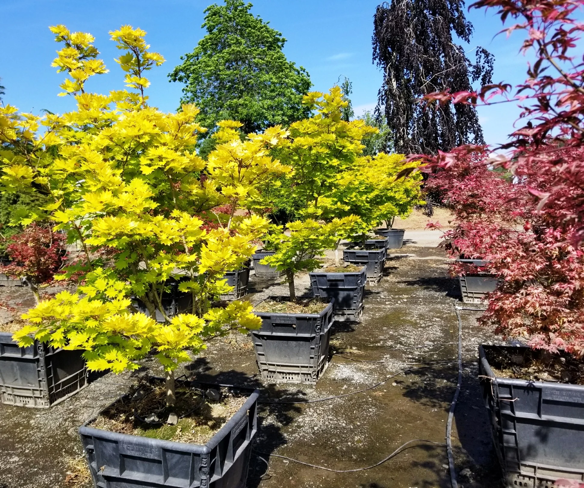 Acer shir. Row.jpg