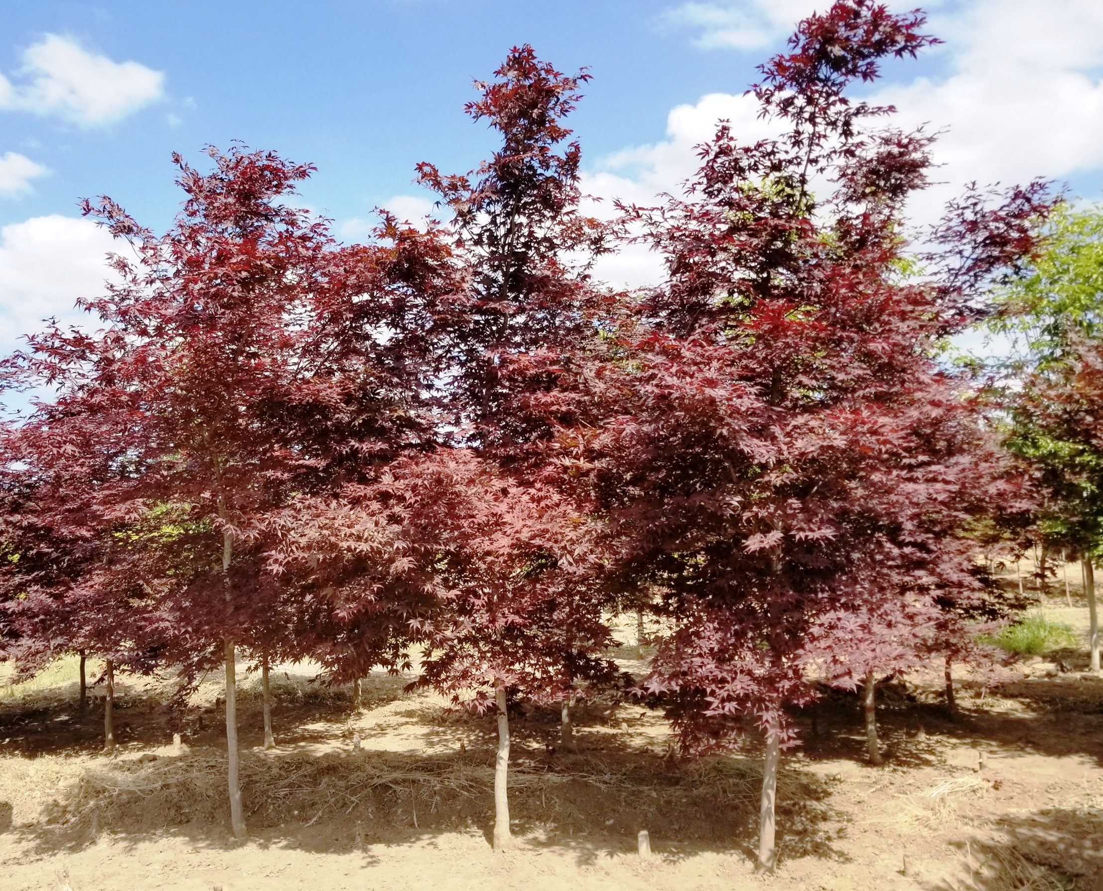 Acer p. 'Bloodgood'