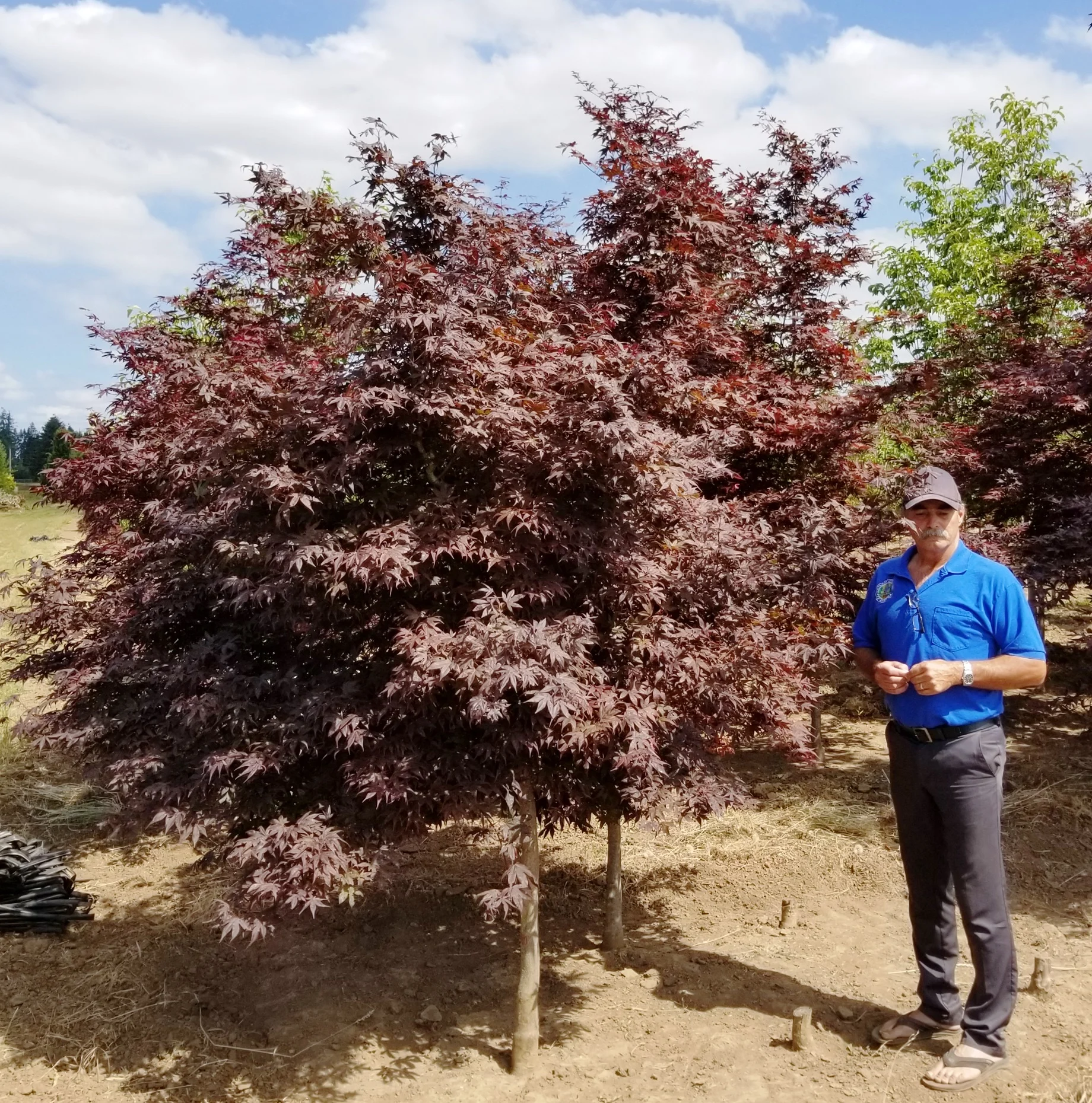 Acer p. 'Bloodgood'