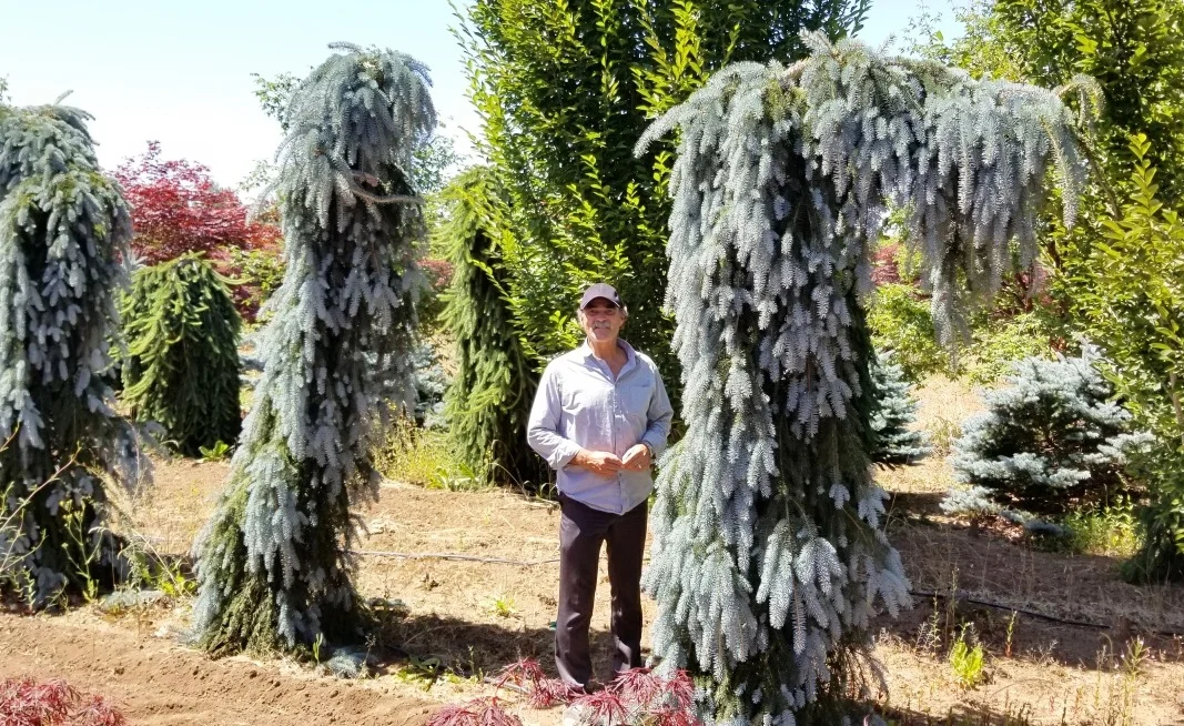 Picea pungens ‘The Blues’