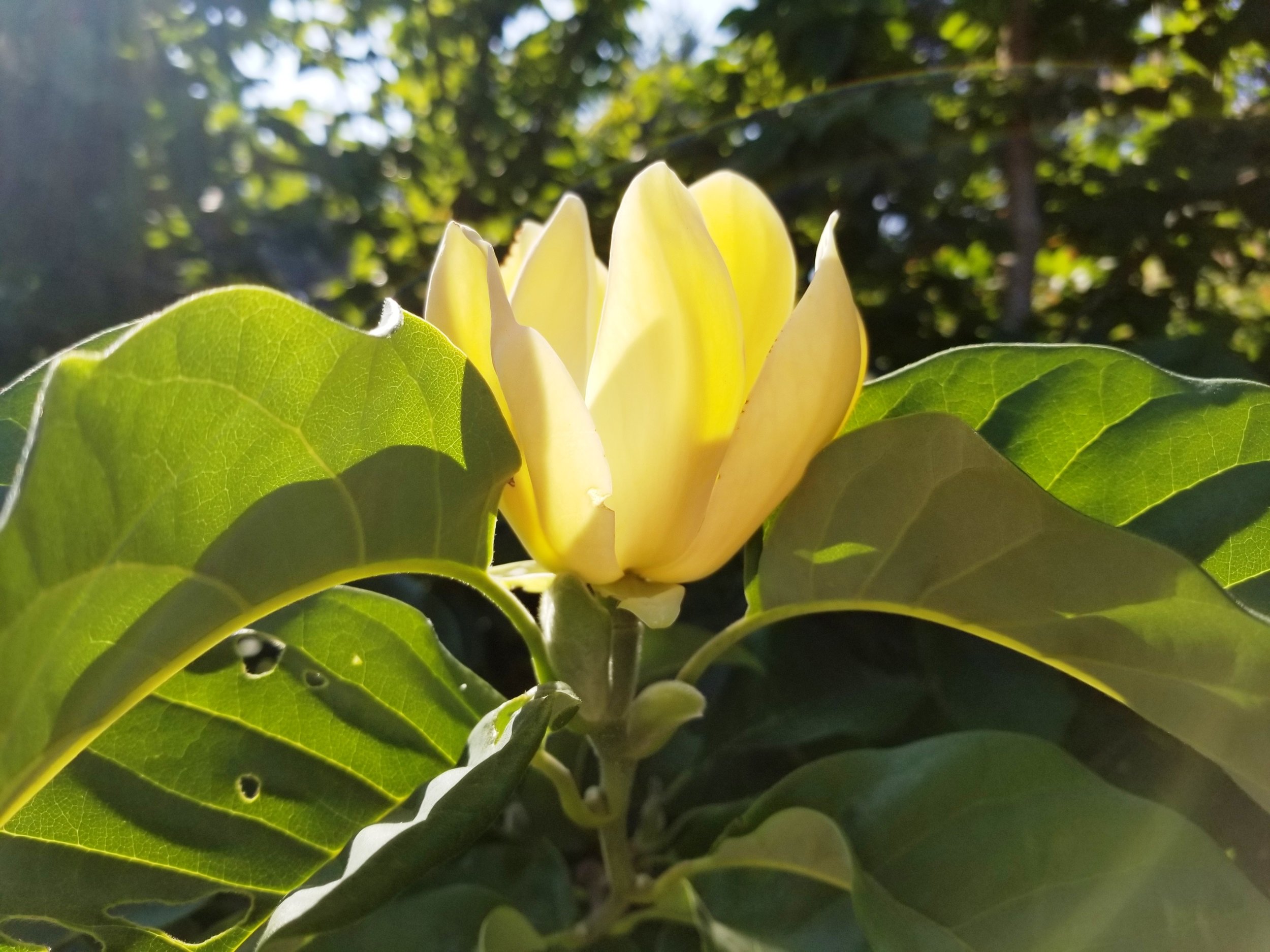 Magnolia 'Yellow Bird' Flower.jpg