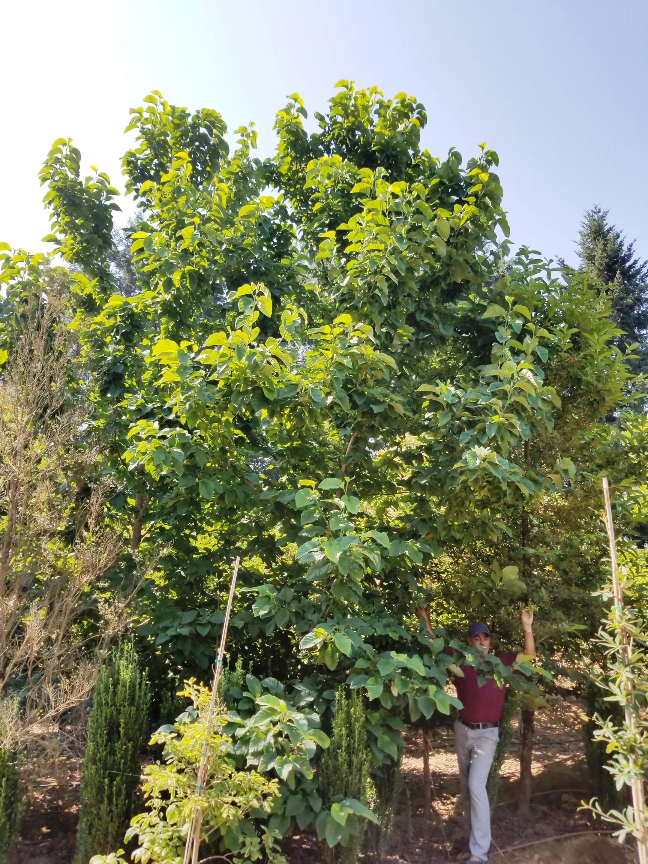 Magnolia Yellow Bird Specimen.jpg