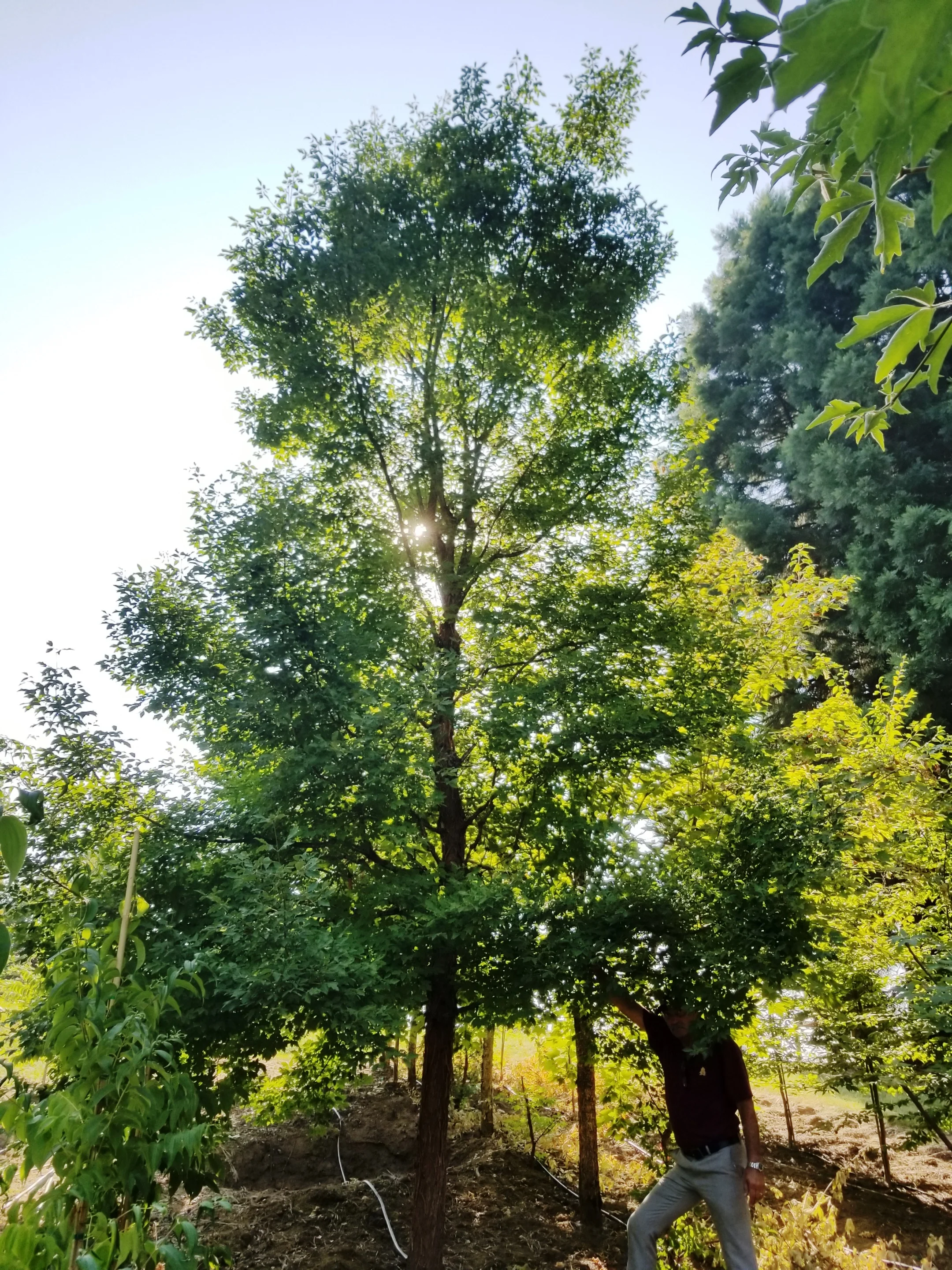 Acer griseum 'Gingerbread' Specimen.jpg