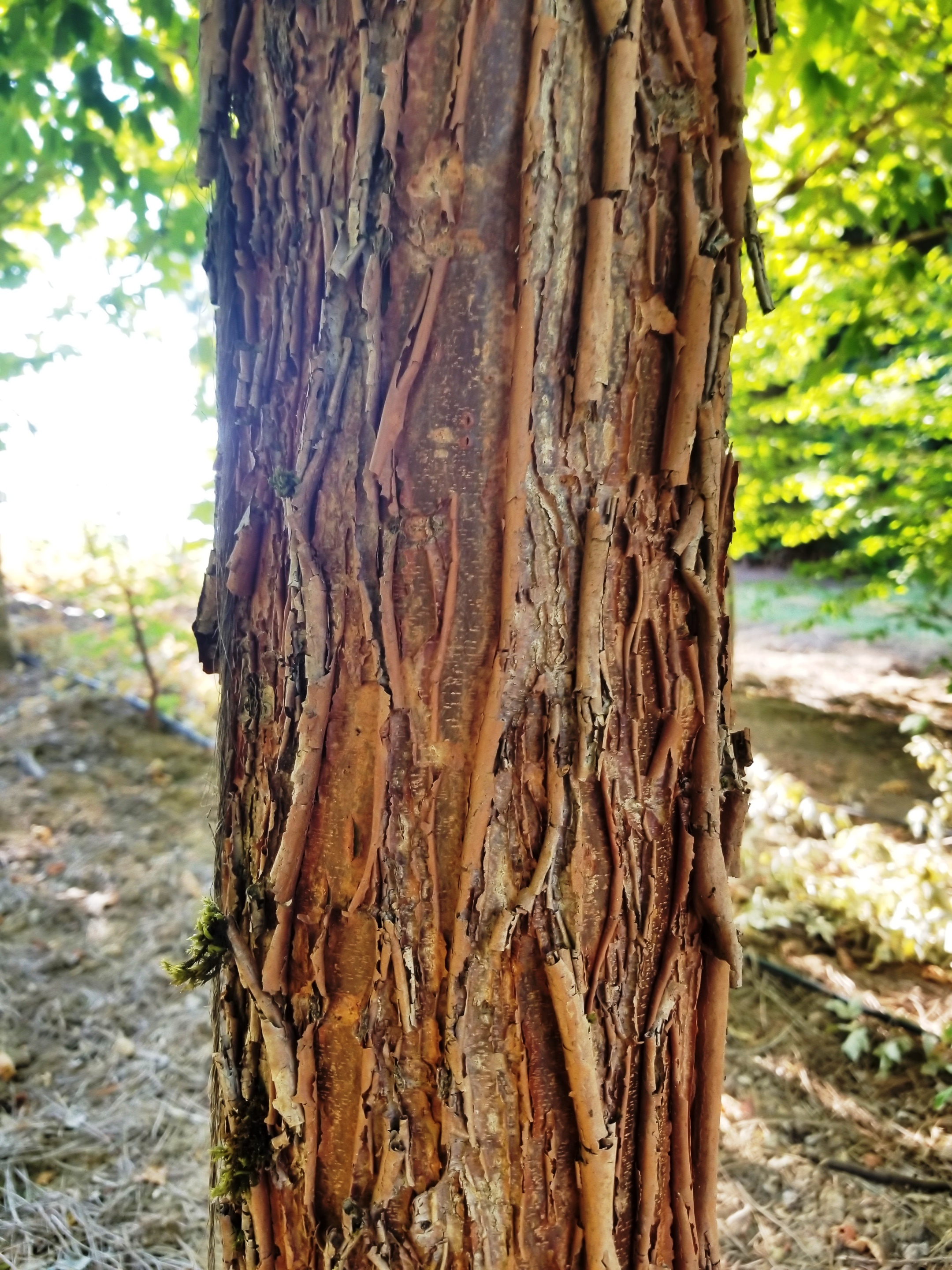 Acer griseum 'Gingerbread' Bark.jpg