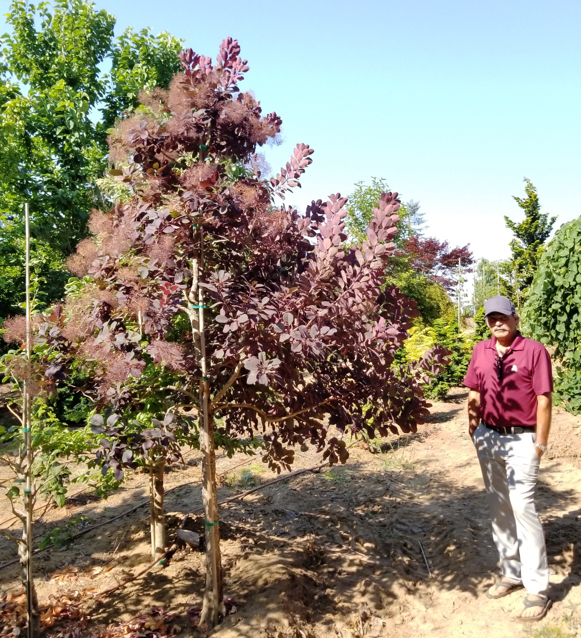 Cotinus 'Royal Purple'.jpg