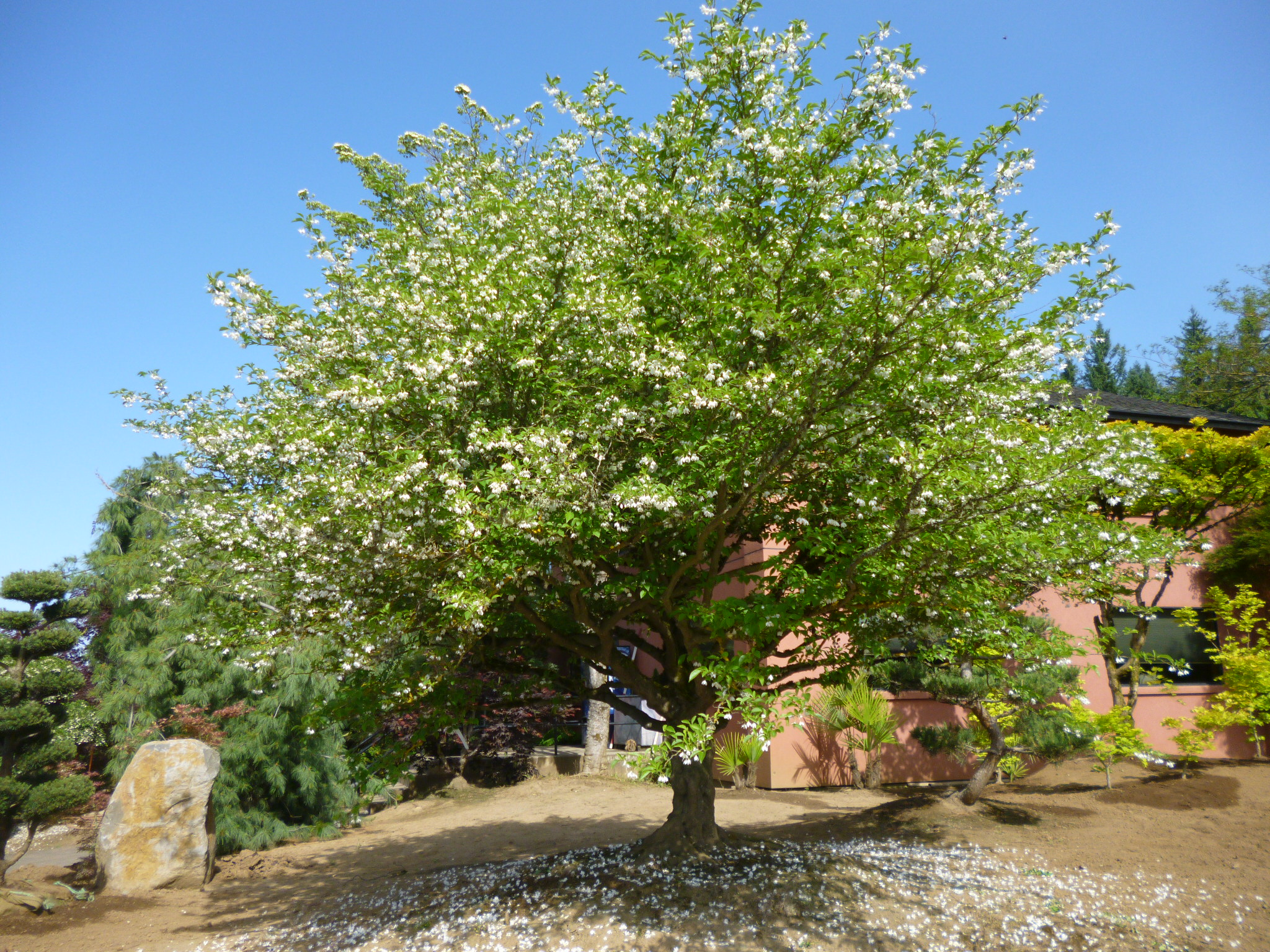 Styrax japonica Specimen