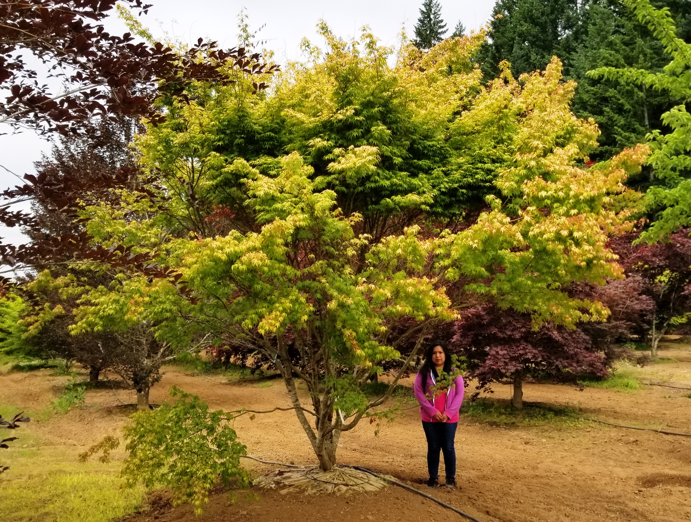 Acer p. 'Katsura'