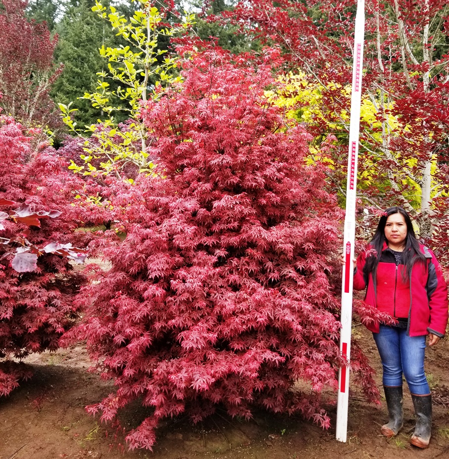 Acer p. 'Skeeters Broom' 8ft