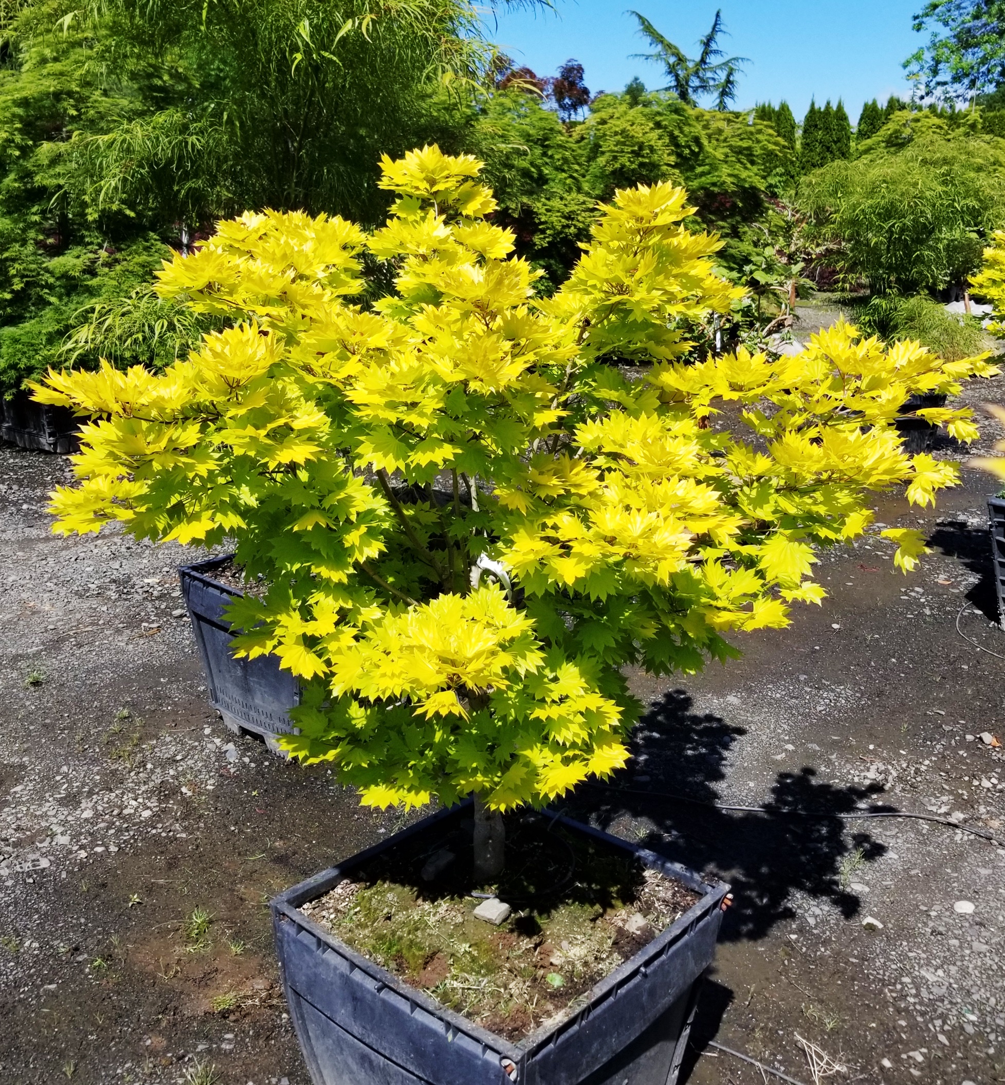 Acer shirasawanum 'Aureum'