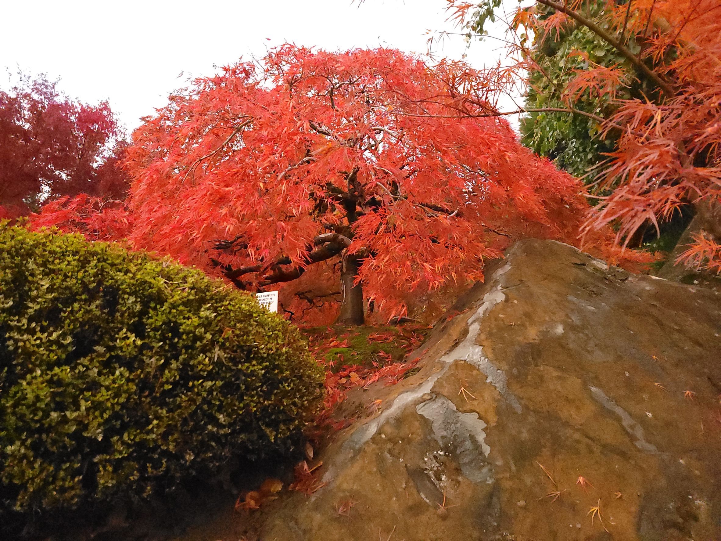 Acer p. d. 'Rubrifolium'