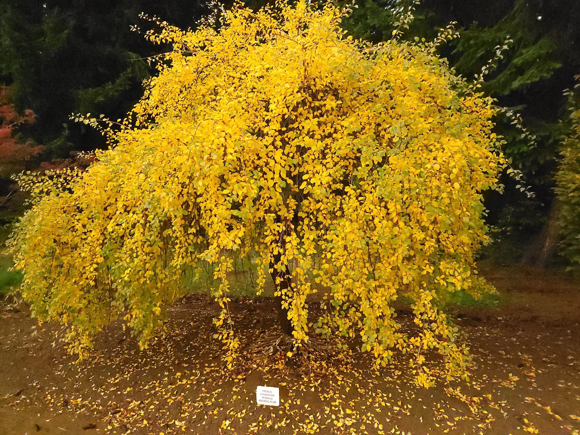 Prunus cerasifera 'Pendula'