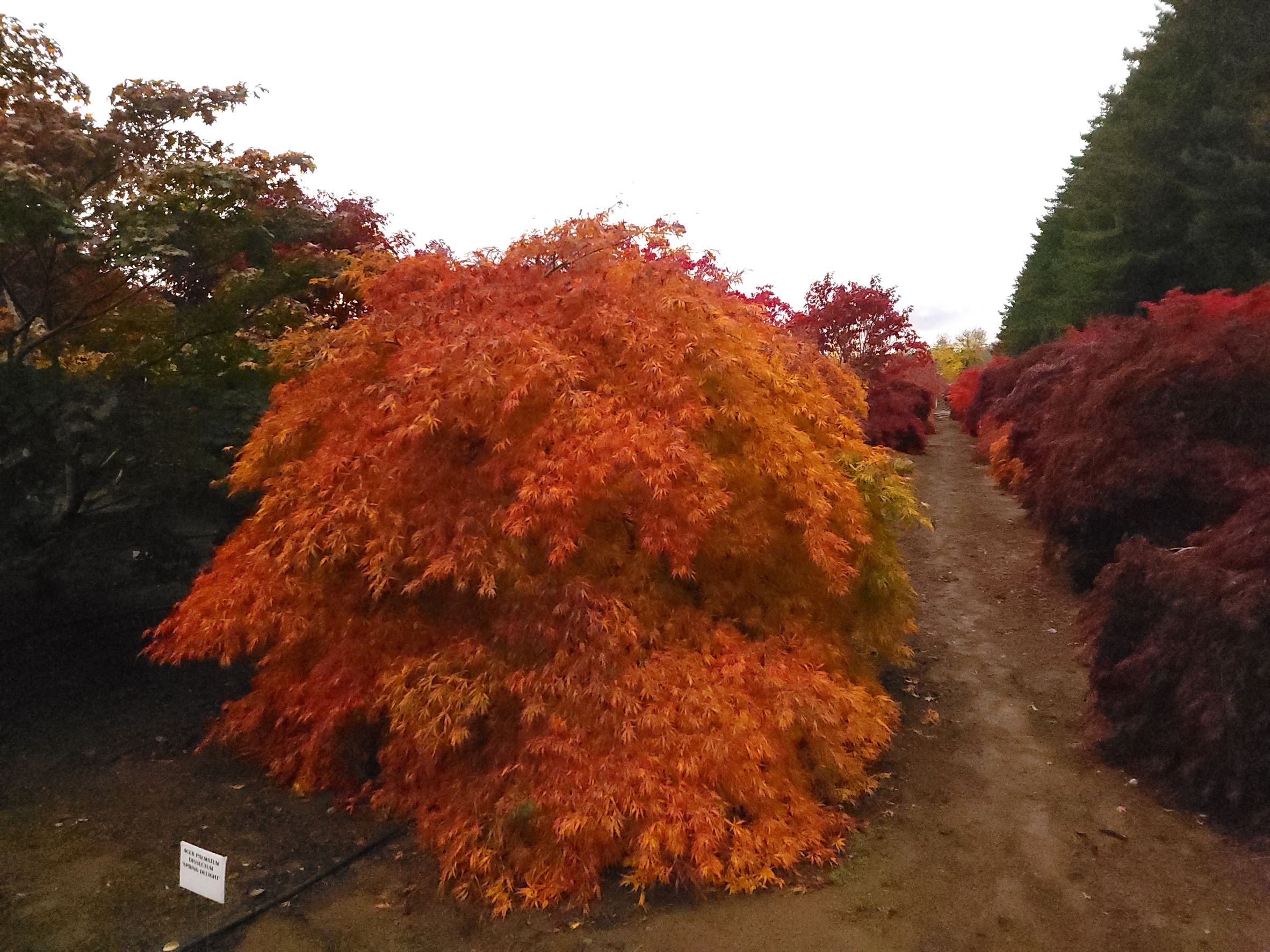 Acer p. 'Spring Delight'