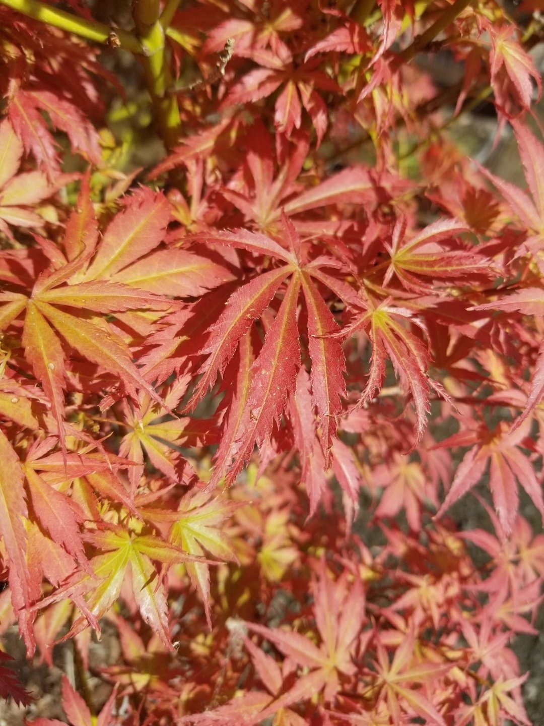 Acer p. 'Orion'