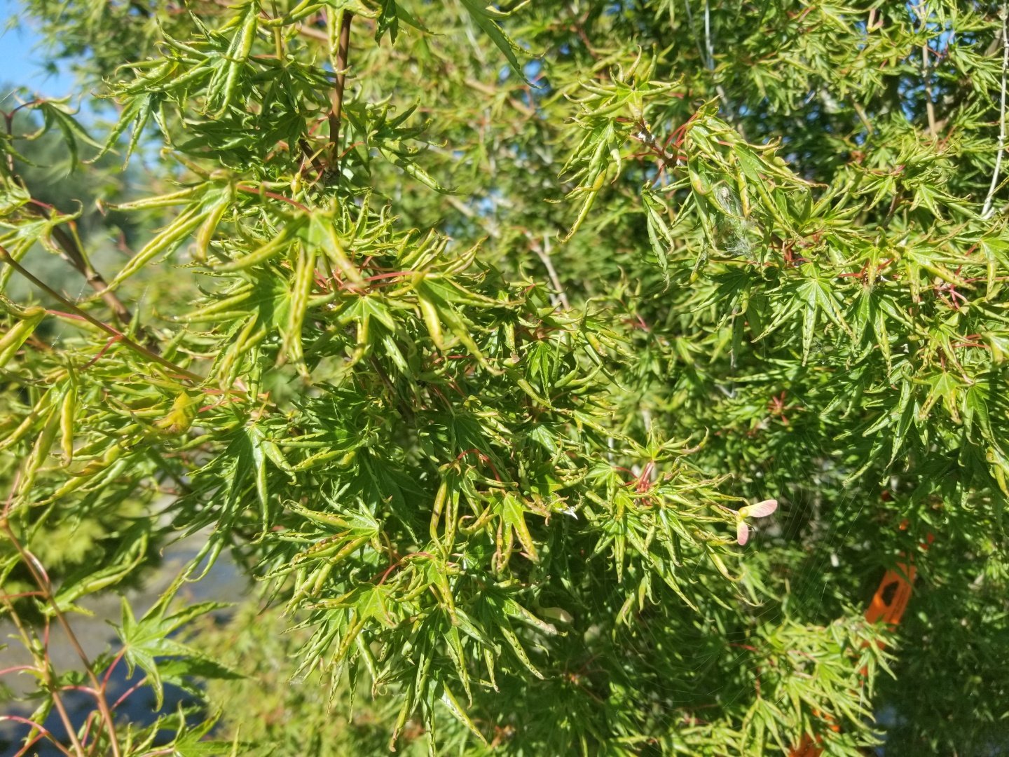 Acer p. 'Kurui Jishi' leaf closeup
