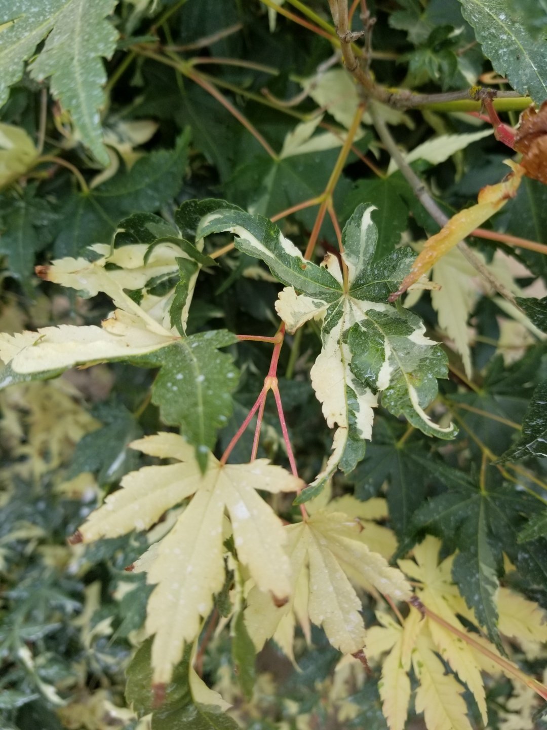 Acer p. 'Orido Nishiki' leaf closeup
