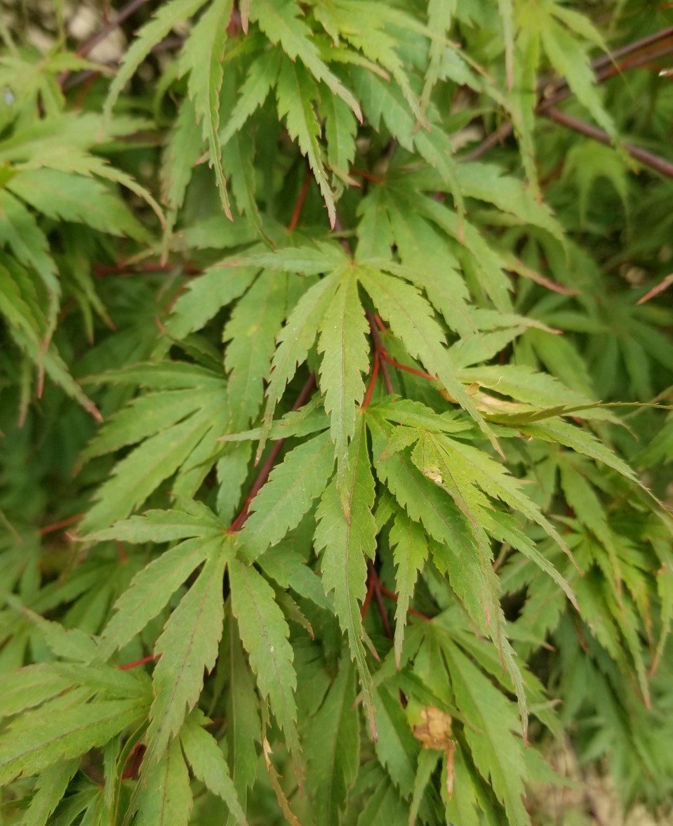 Acer p. 'Incognito' leaf close up