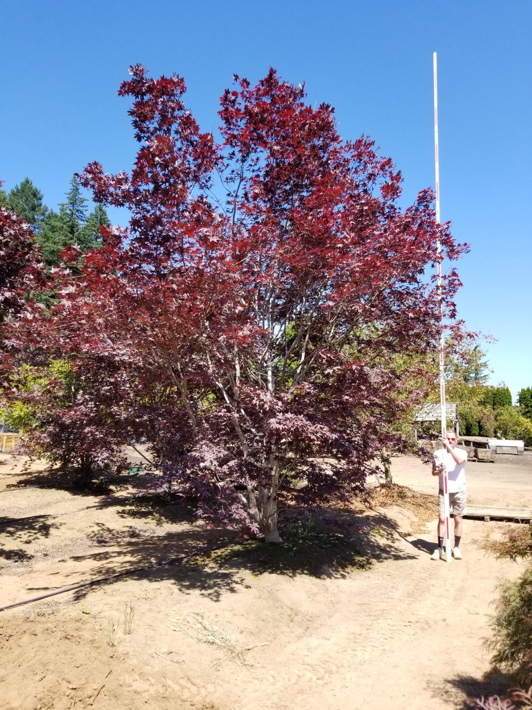 Acer p. 'Bloodgood'