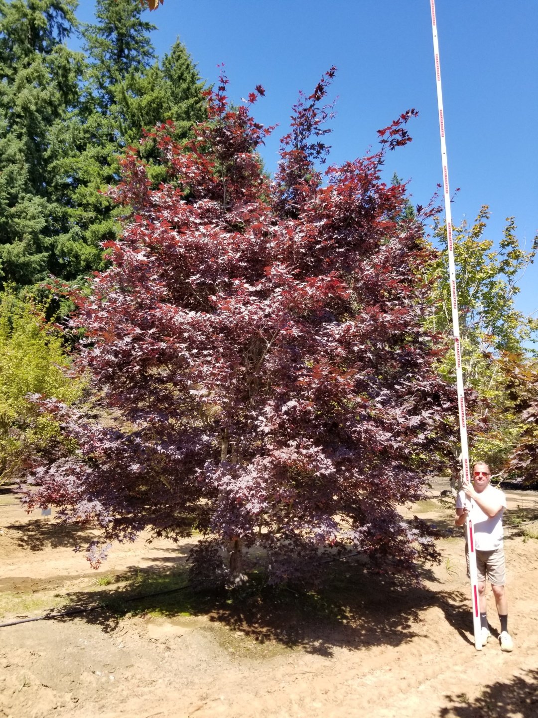 Acer p. 'Bloodgood'