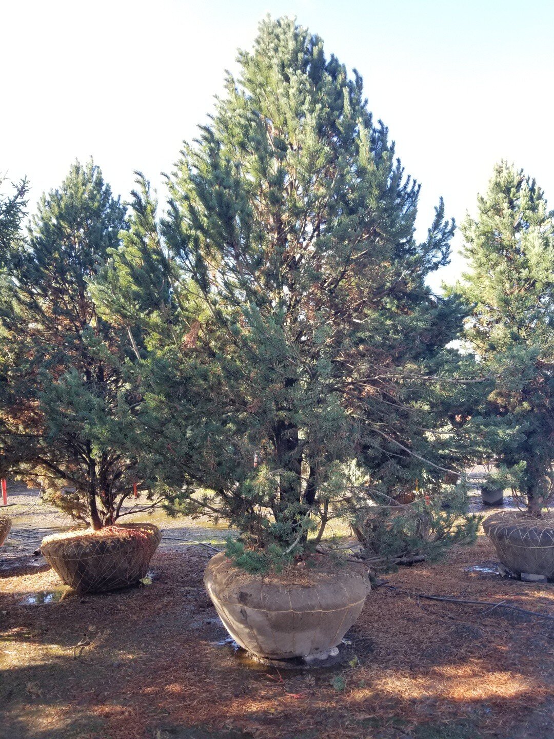 Pinus mugo Tannenbaum (2)