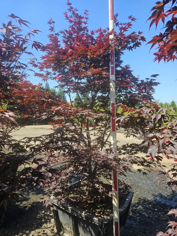 Acer p. 'Oshio Beni' 7-8ft 3in