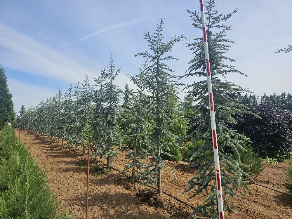 Cedrus at. 'Glauca' (3)