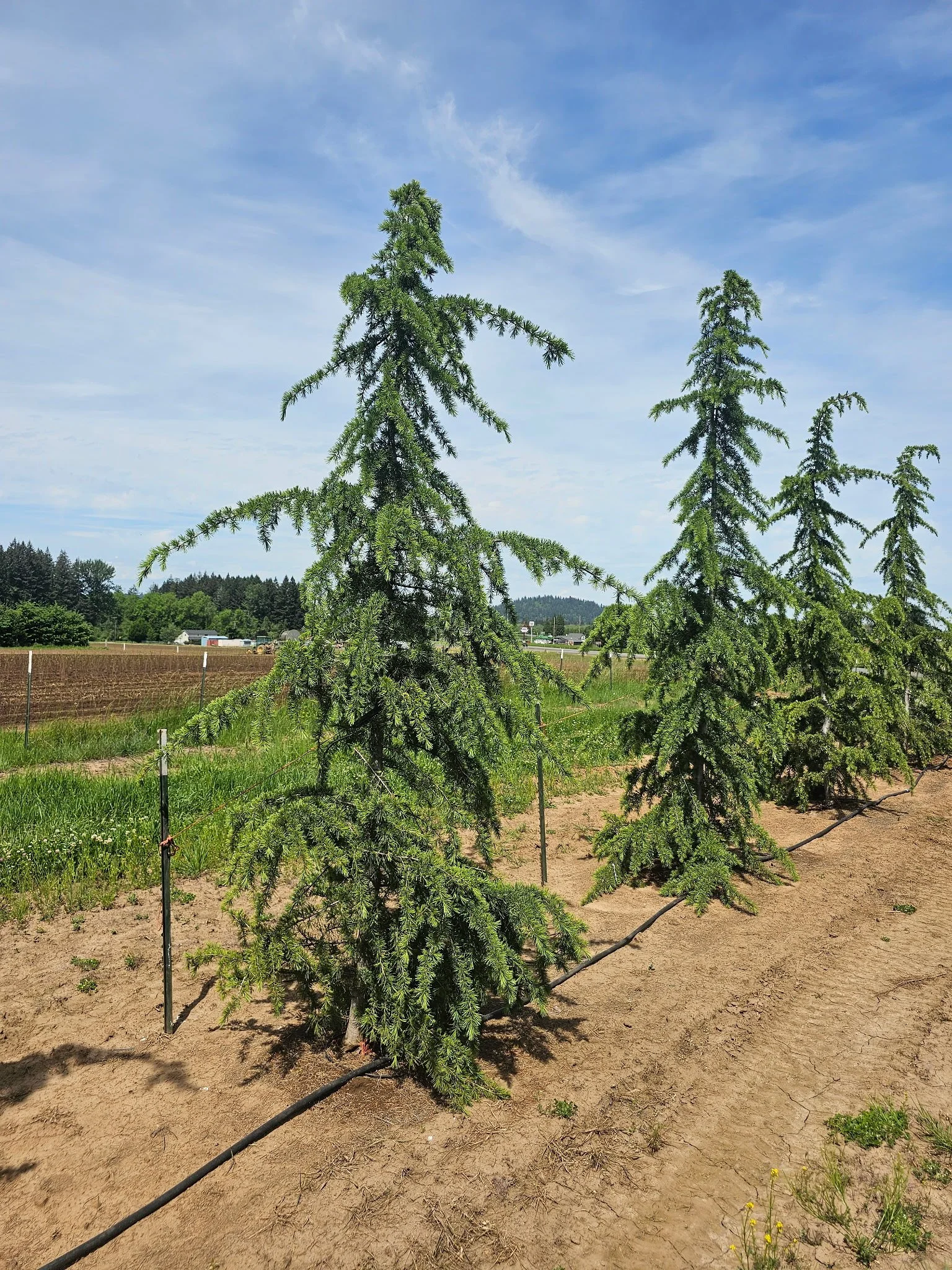 Cedrus libani 14-16'