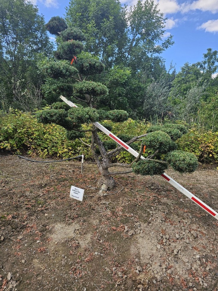 Pinus parviflora 'Hakko' (3)