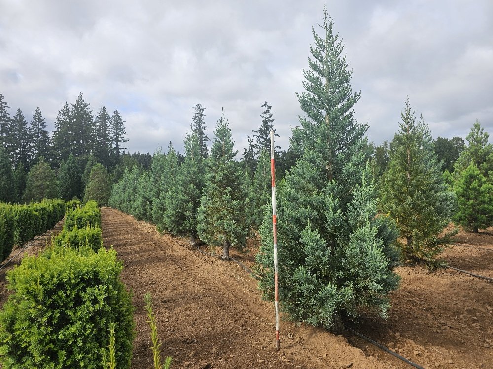 Sequoiadendron g. 'Glauca' 12-14ft