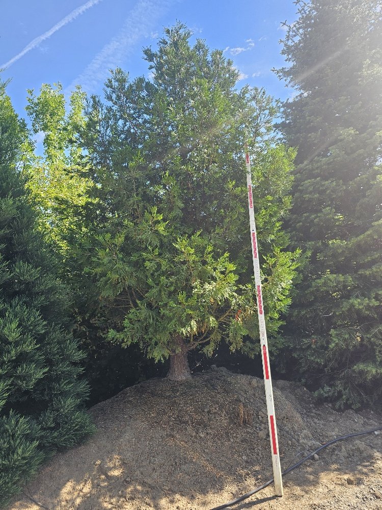 Incense Cedar (2)