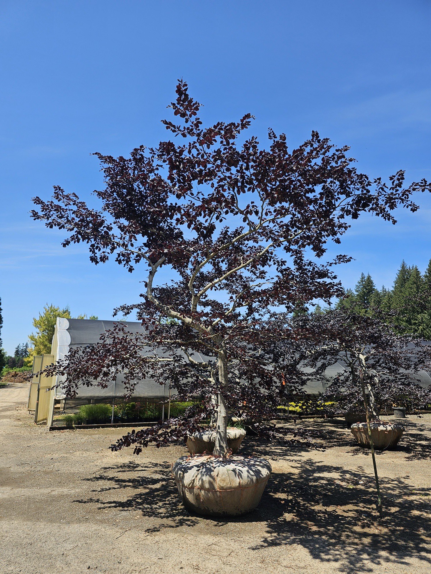 Fagus syl. 'Tortuosa purpurea' (11)