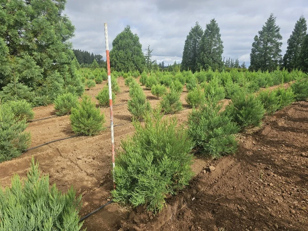 Sequoia green