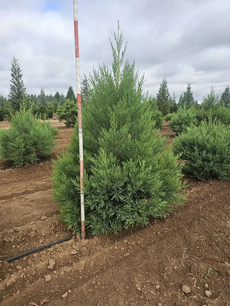 Sequoia Green 5-6ft