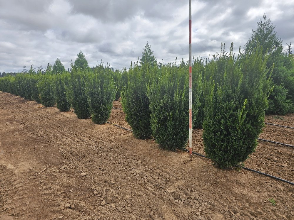 Taxus 'Hatfieldii' 5ft