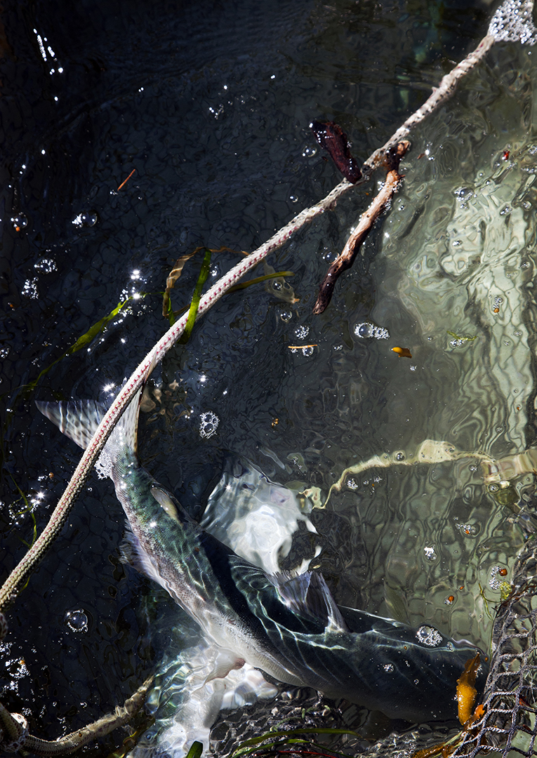 Burggraaf_Charity-Seattle_Food_Photographer-Salmon_Lummi_Island_Washington.jpg