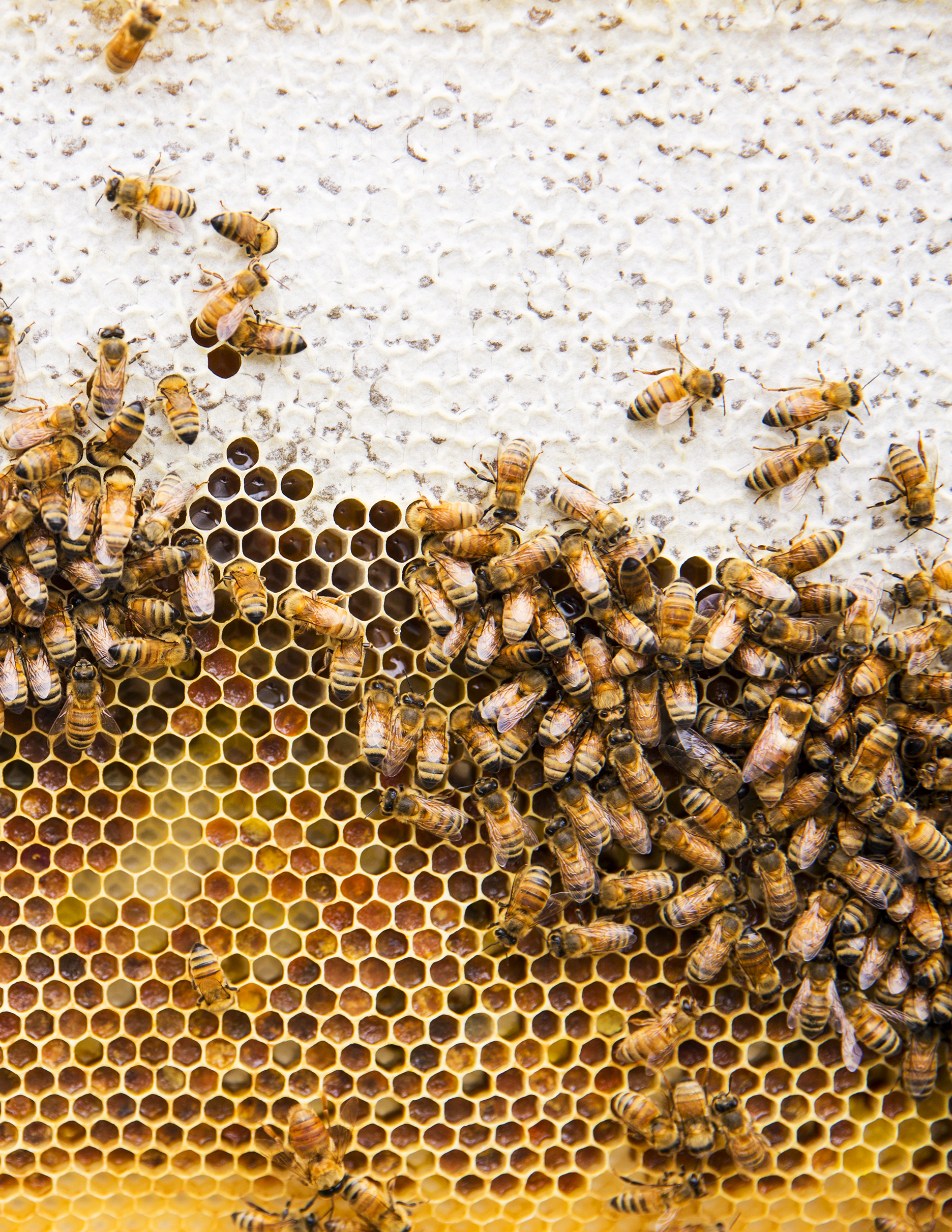 Burggraaf_Charity-Seattle_Food_Photographer-Beekeeping-Hive.jpg